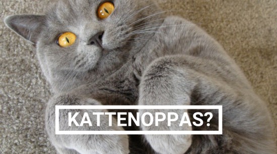 Gemakkelijk gevonden: Een Kattenoppas aan huis bij jou in de buurt — foto 2