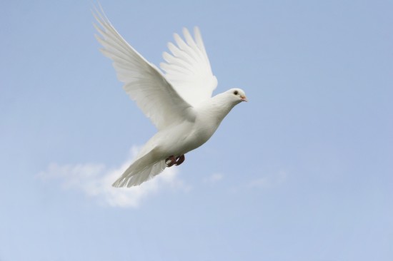 Witte Bruidsduiven, regio Breda — foto 2