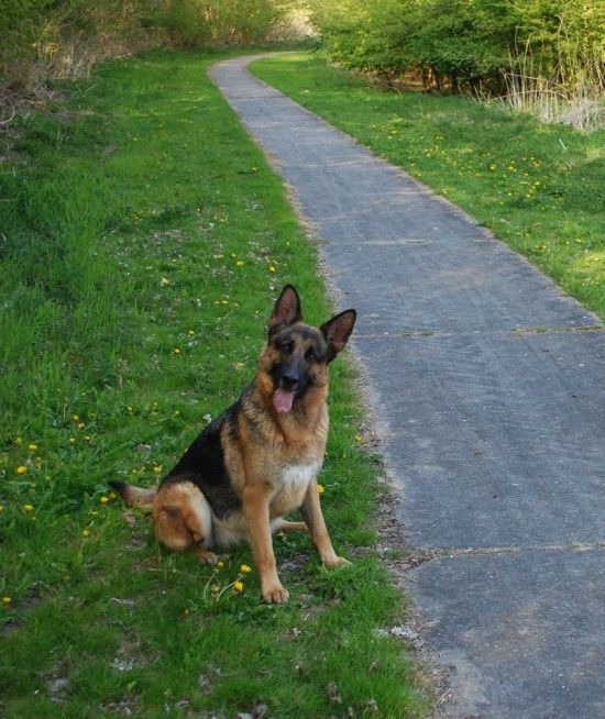 Leuke oppas vangt graag uw hond op — foto 2