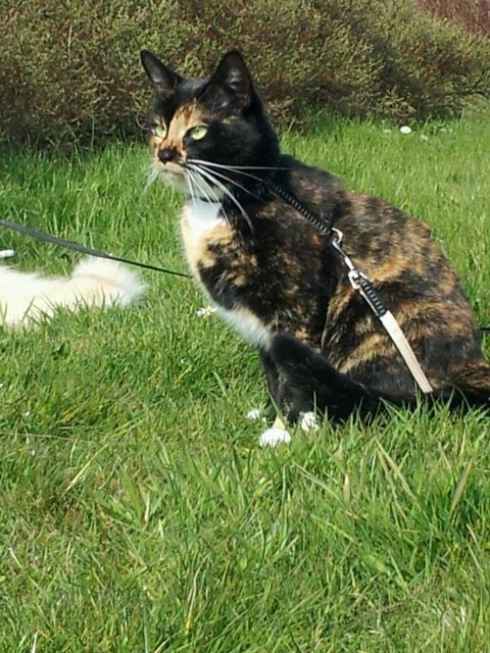 Aangeboden : oppas voor honden en katten ( ook eventueel knaagdieren) — foto 2