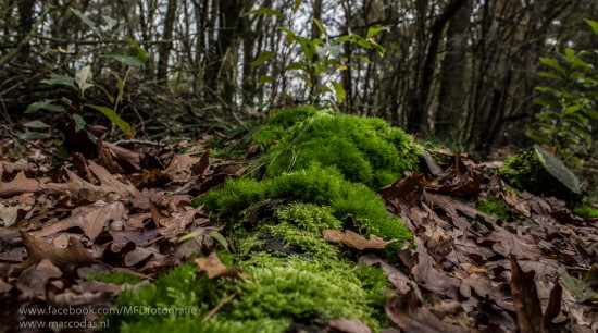 Creatieve, meedenkende fotograaf in Noorden van NL — foto 2