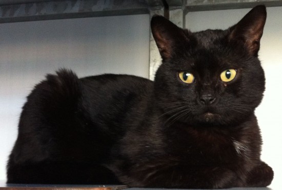 Katten zoeken liefdevol thuis — foto 2