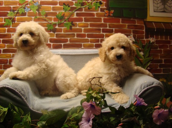 Labradoodle pups F2 bij dierenpension. — foto 2
