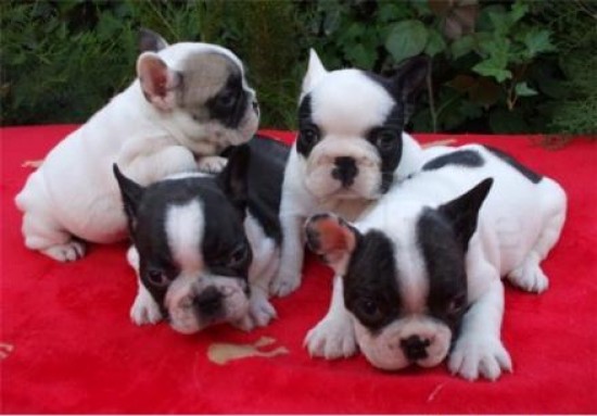 Super Speelse Blauwe Franse Bulldog pups — foto 2