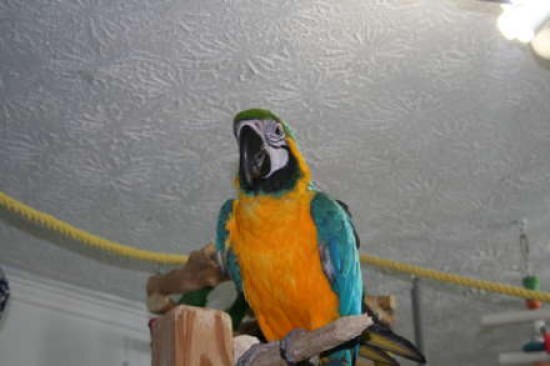 Mannelijke blauwe en gouden ara met kooi — foto 2