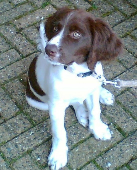 Honden Breda uitlaatservice & oppas — foto 2