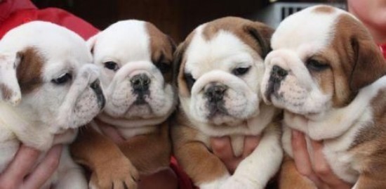 Mooie en vrolijke Engelse Bulldog pups — foto 2