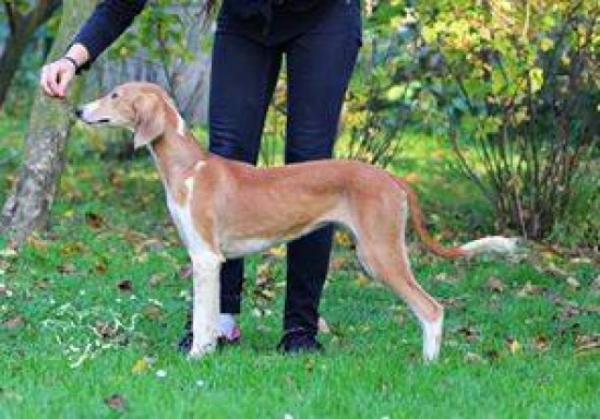 Kennel vergibt Welpen Saluki mit FCI Papiere — foto 2