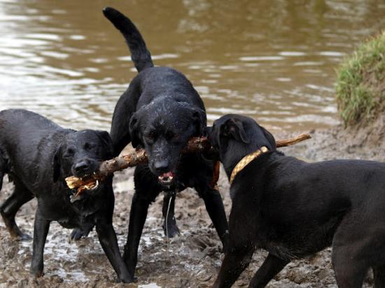 Honden Uitlaatservice — foto 2