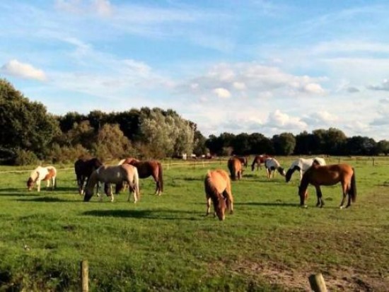 Pensionstalling/weidegang met verlichte rijbak in Overasselt(bij Nijmegen) — foto 2