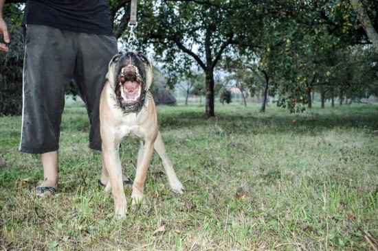 8th months Cane Corso for sale — foto 2