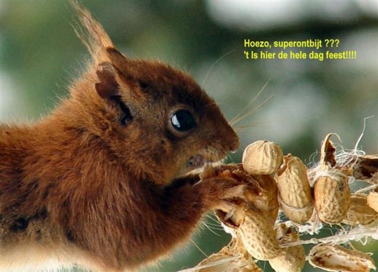 Geen hutje op de hei! — foto 2