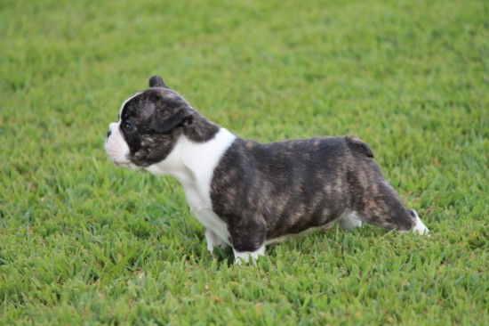Rasechte-Franse bulldogs puppies klaar voor nieuwe thuis te ontmoeten. — foto 2