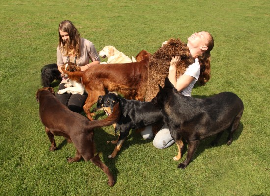 Het hondvriendelijkste vakantieadres voor uw hond!! — foto 3