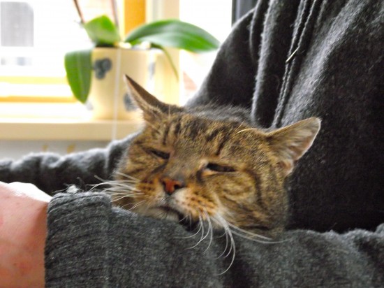 Katten- en kleindierenoppas bij u aan huis — foto 2