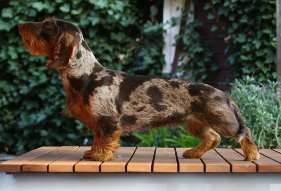 Ruwharige teckels met stamboom — foto 3