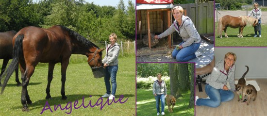 P@thome dierenverzorging aan huis, hondenuitlaatservice — foto 3