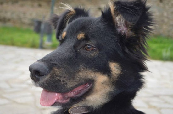 Gezocht, iemand die 3 keer per week onze hond wil uitlaten!