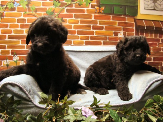 Labradoodle pups F2 bij dierenpension. — foto 3