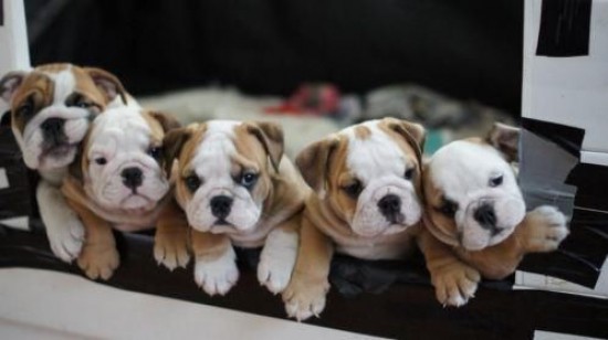 Mooie en vrolijke Engelse Bulldog pups — foto 3