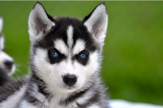 Prachtige Siberische Husky Pups met Blauwe Oogjes — foto 3