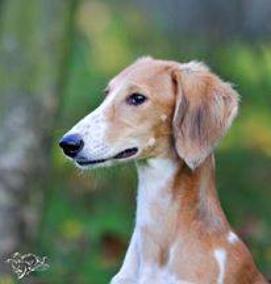 Kennel vergibt Welpen Saluki mit FCI Papiere — foto 3