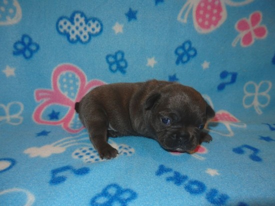 Französische Bulldog Welpen — foto 3
