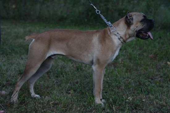 8th months Cane Corso for sale — foto 3